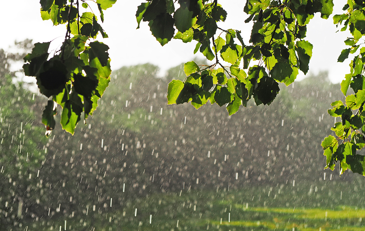 天気雨のイメージ写真　日に照らされた木の葉の向こうに雨粒が落ちている様子
