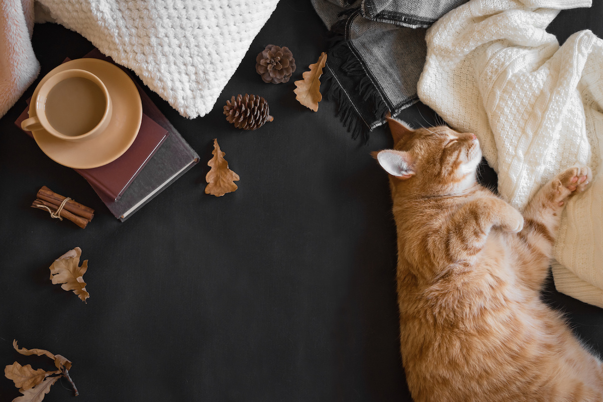 眠っている猫、その周りに置かれた積み重ねられた本やマグカップ、毛布の写真