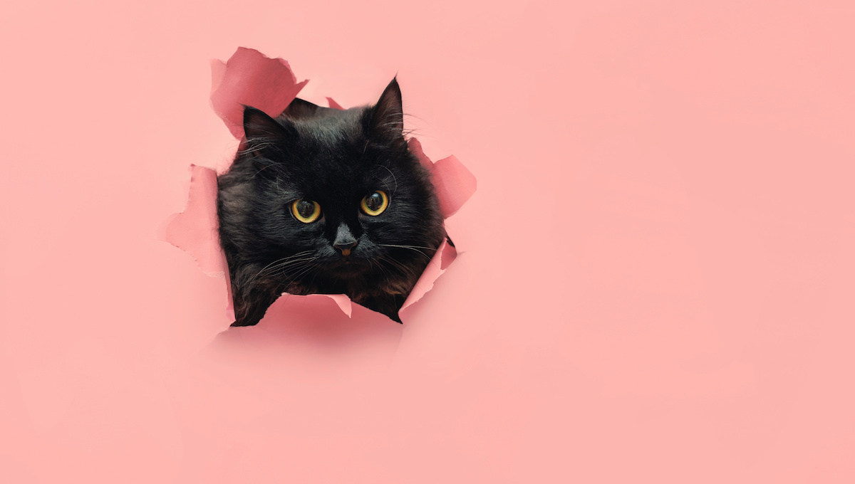 ピンクの紙を突き破って顔を出している猫のイメージ写真