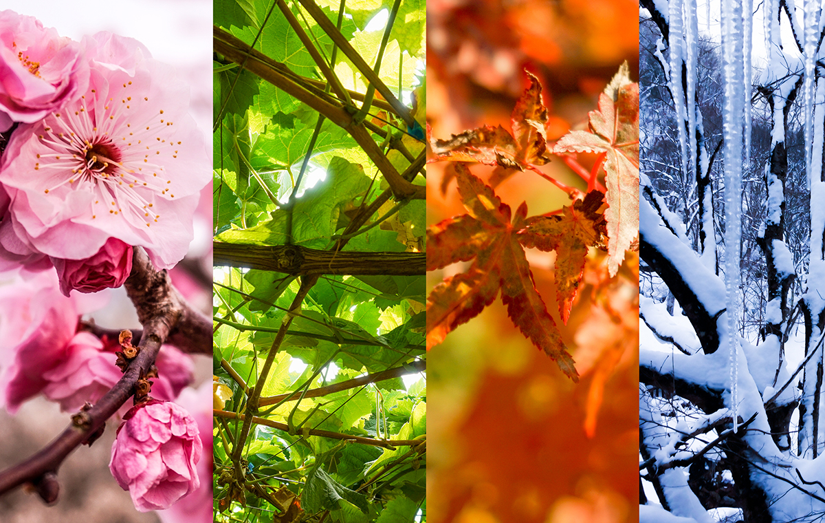 春夏秋冬の花や紅葉などそれぞれの代表的なイメージ