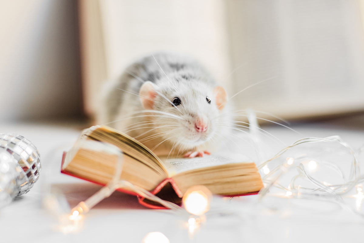 ミニチュアの本の上に乗っているネズミのイメージ写真