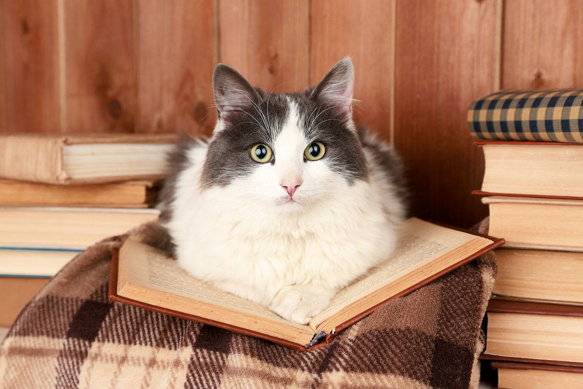 本の上に乗る猫、その周りに本が積み重ねられている写真