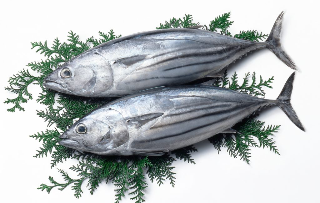 「鰹」ってどんな魚?読み方、言葉の由来、特徴、この漢字の関連語などを解説 | Domani