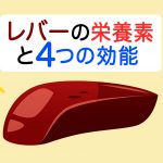 レバーのイメージイラスト　上部にレバーの栄養素と4つの効能の文字が添えられている