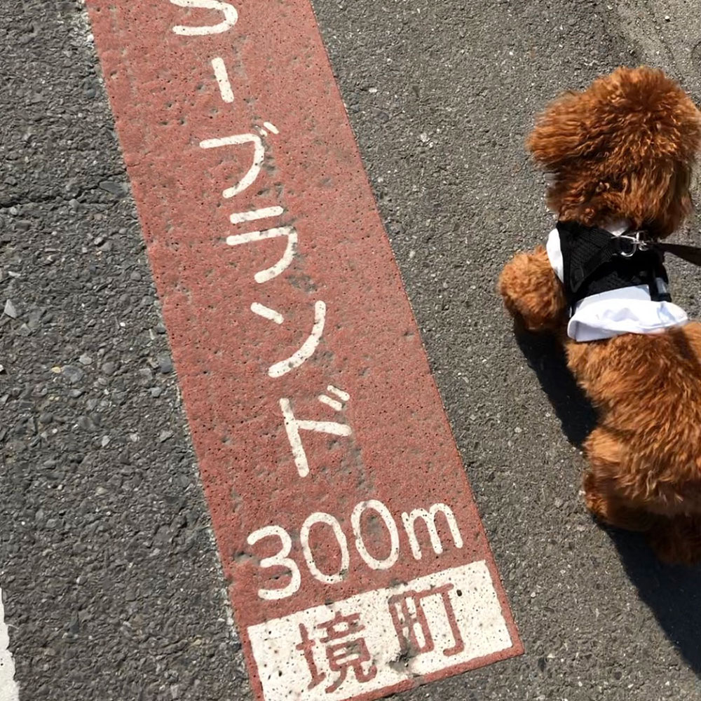 お散歩に便利な道路の表示と、その横を歩く茶色いトイプードル