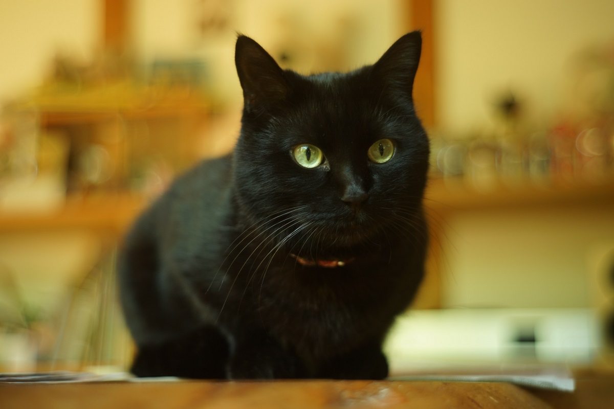 台の上に乗っている黒猫