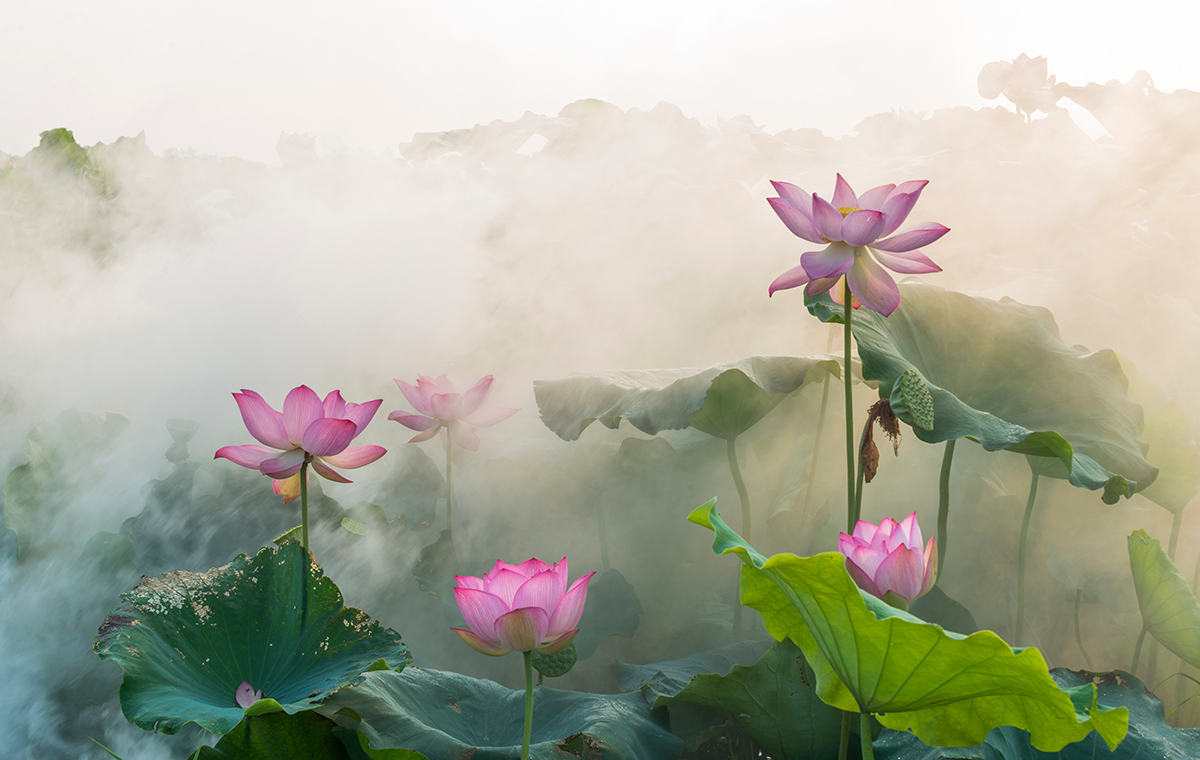 睡蓮の花と霧
