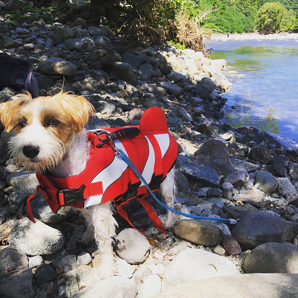 河原に立つライフジャケットを着た筆者の愛犬