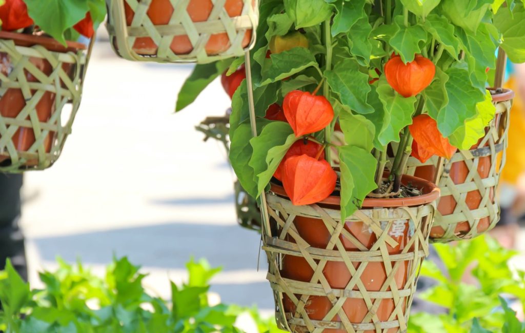 「鬼灯」の花言葉とは? 読み方や意味、食べられる実の効能などを紹介 | Domani