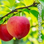 熟れたすももが気にぶら下がっている写真。「どんな意味?李下に冠を正さず」という文字入り