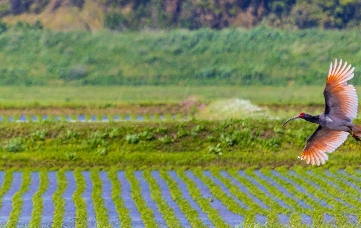 鴇の飛翔