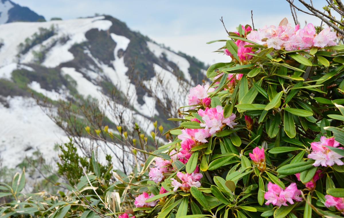 石楠花と山