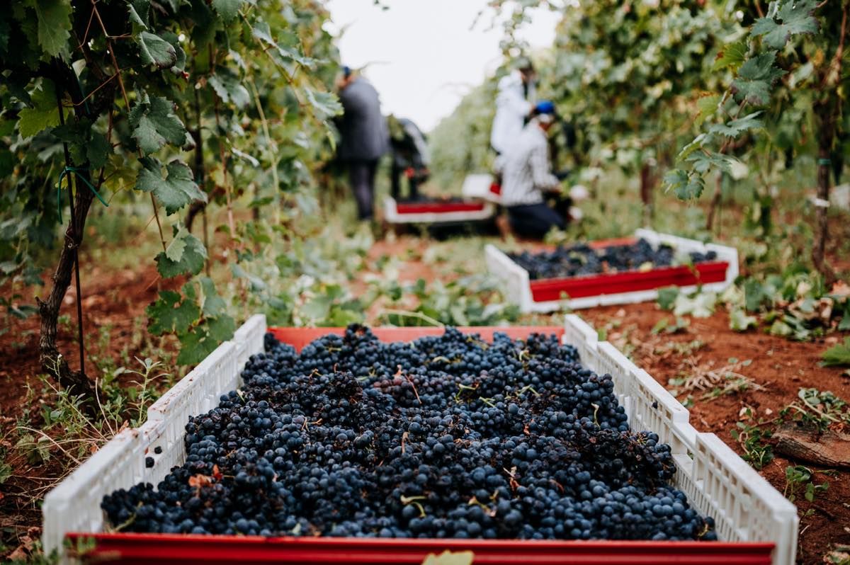 ワイン畑で採れた葡萄