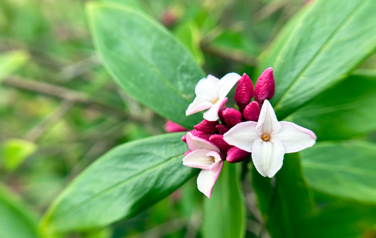 一輪の沈丁花