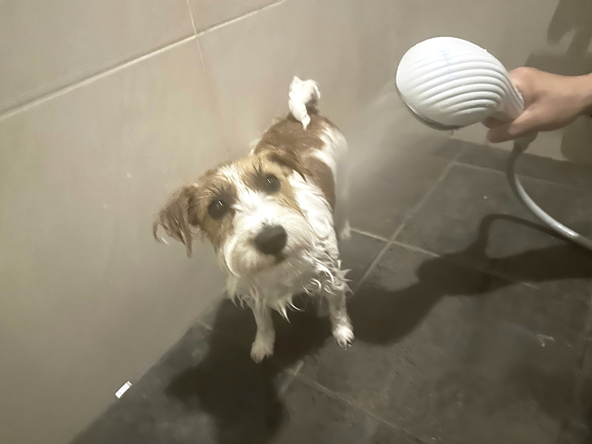 シャワー中の筆者の愛犬