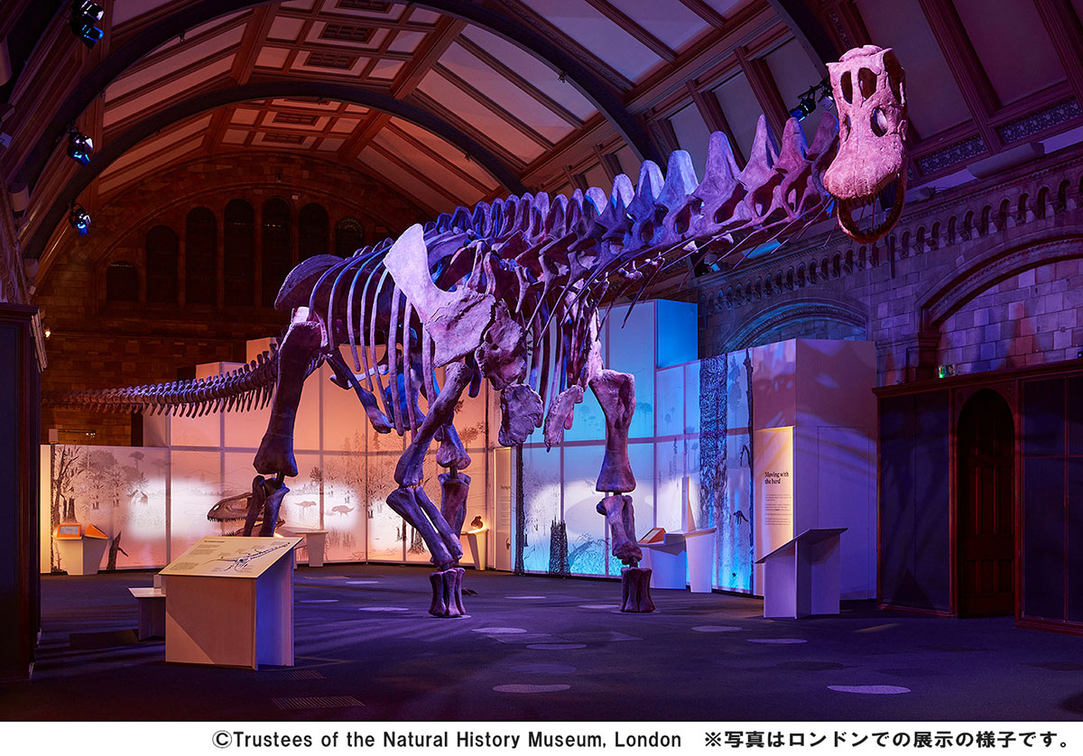 巨大恐竜展 2024　パタゴティタン・マヨルムの標本