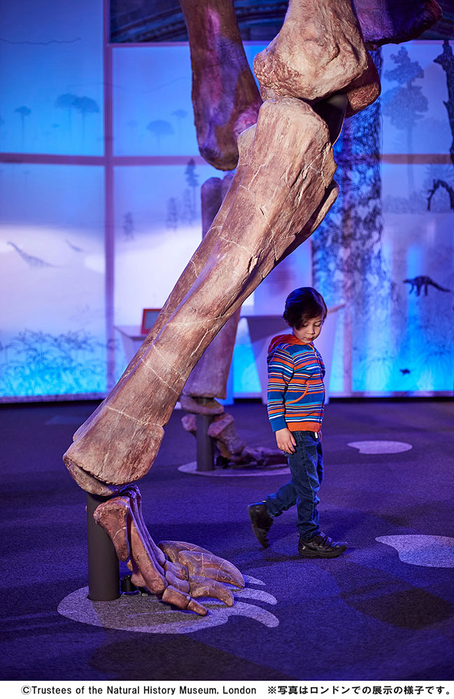 巨大恐竜展 2024　恐竜の標本と子供の写真