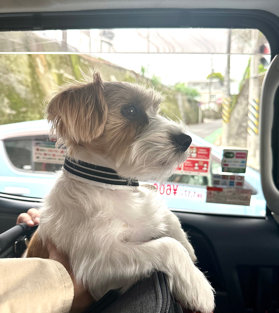 タクシーの中の愛犬