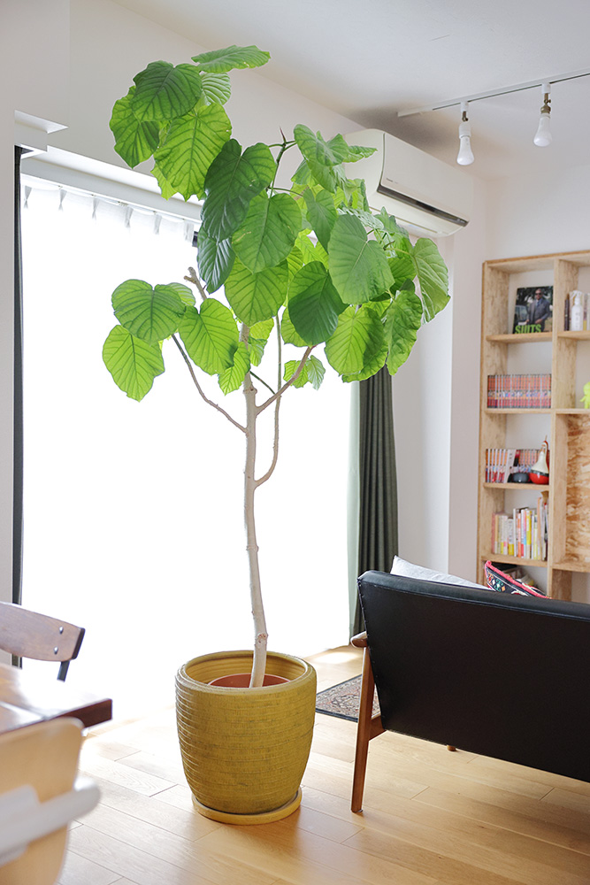 インテリアを飾る観葉植物