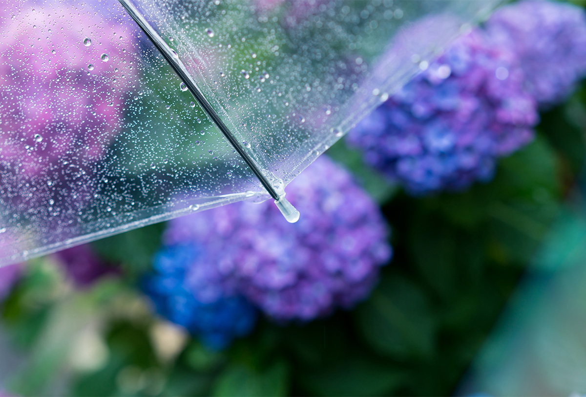 梅雨 紫陽花