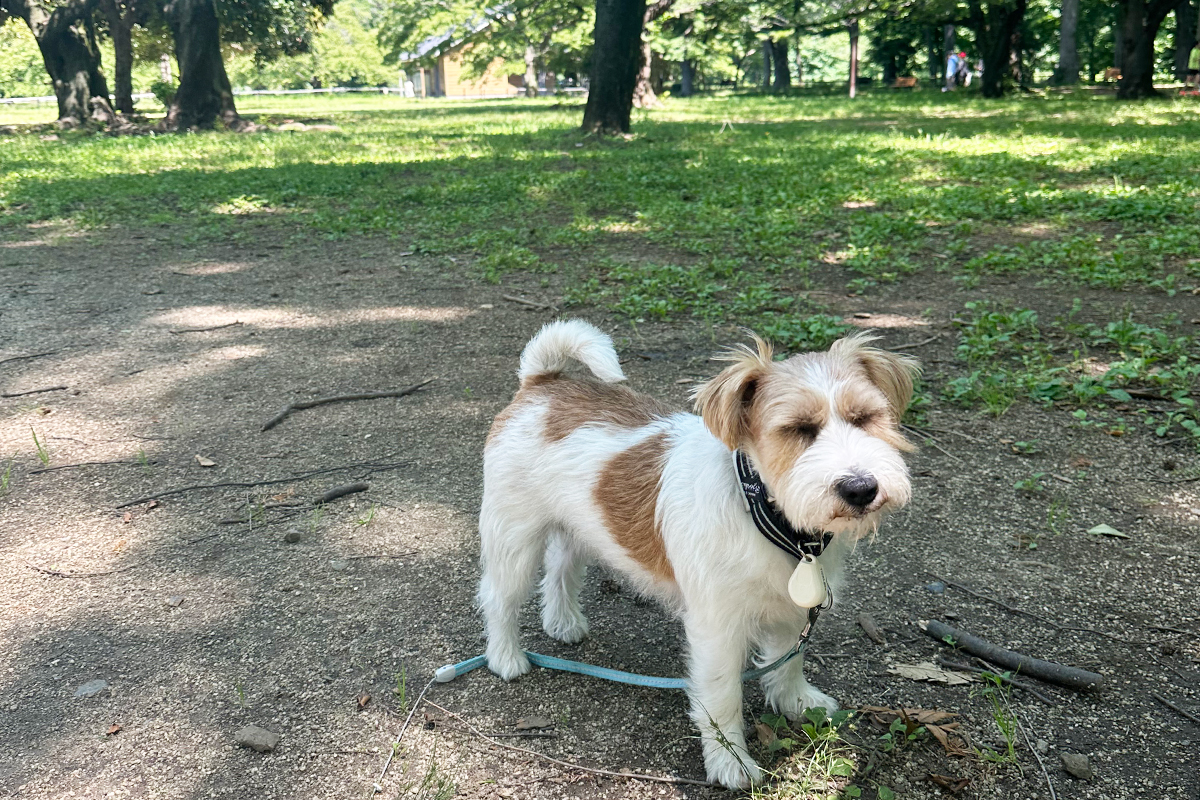 筆者の愛犬