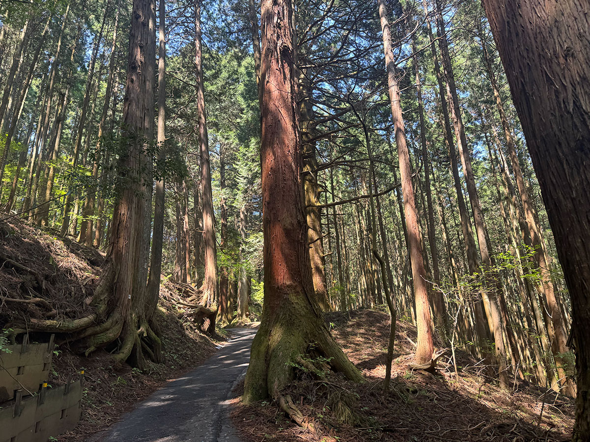 山道