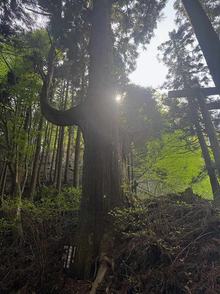 御岳山　天狗の腰掛け杉