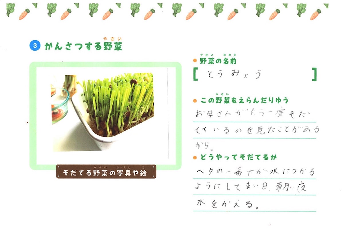 野菜の観察記録