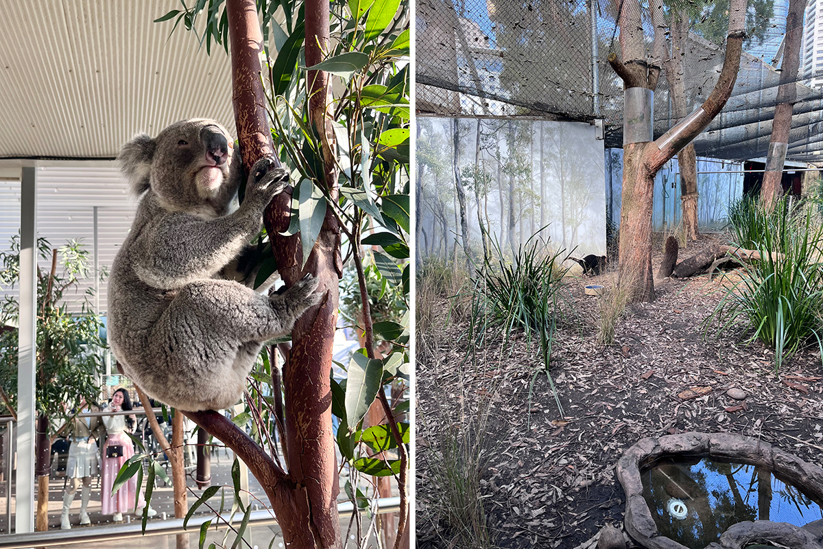 動物園のコアラなど