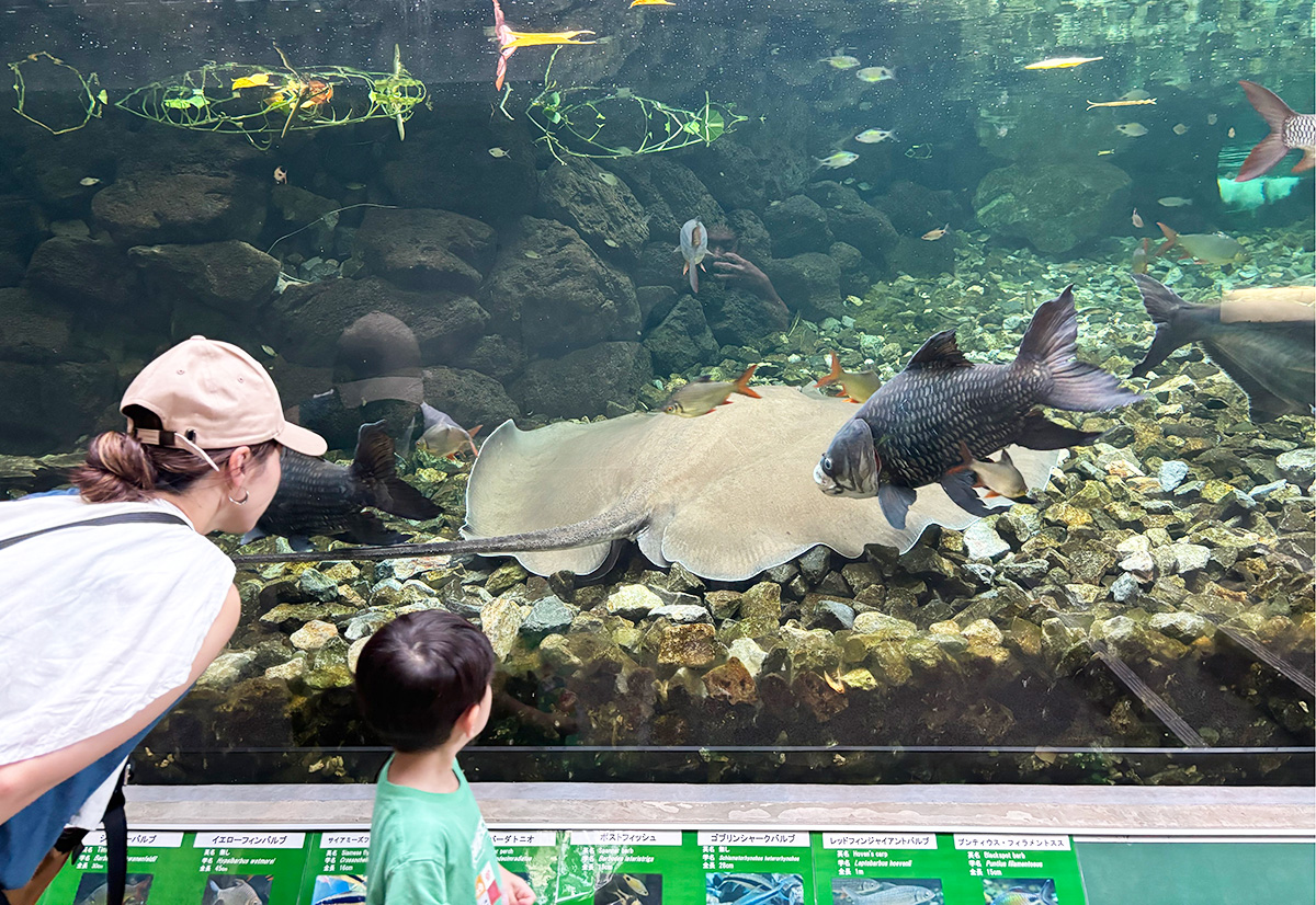 板橋区立熱帯環境植物園