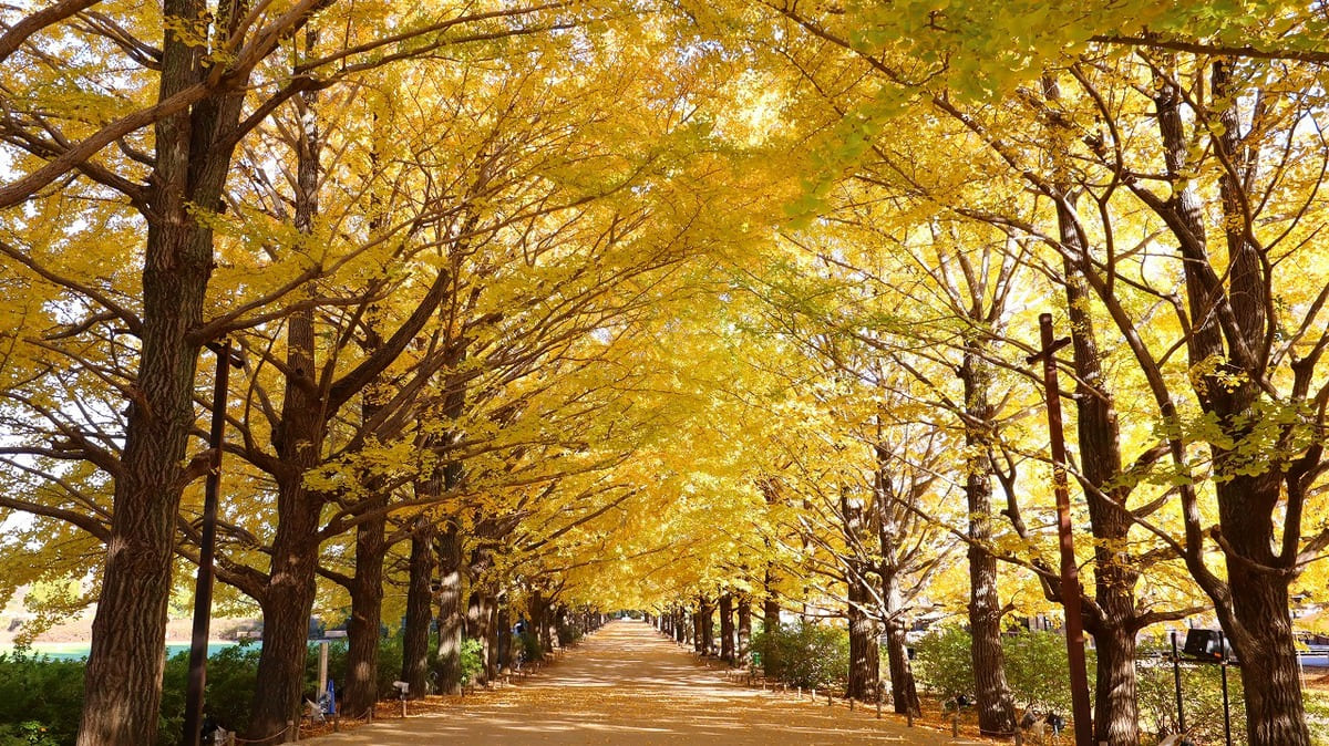 国営昭和記念公園「かたらいのイチョウ並木」