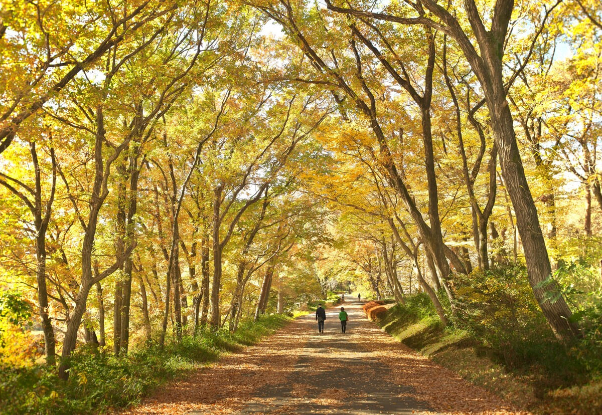 国営武蔵丘陵森林公園のコナラ