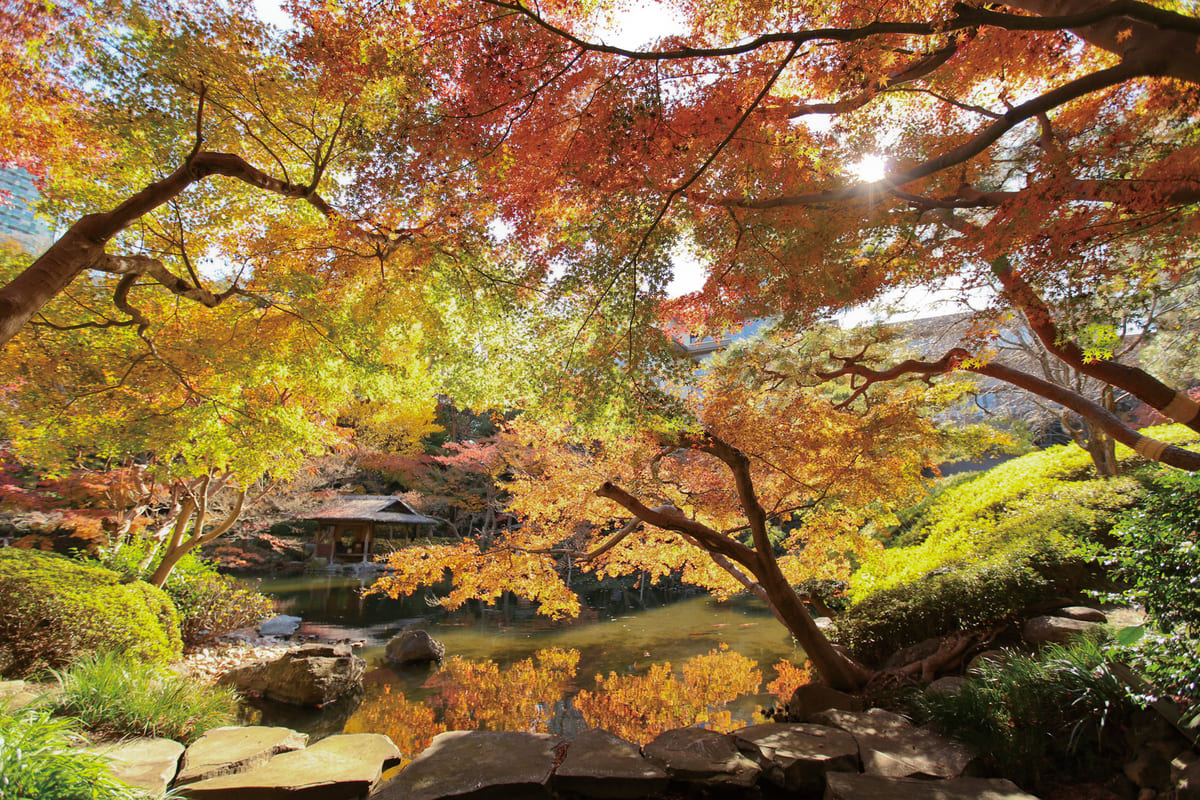 「八芳園」の紅葉