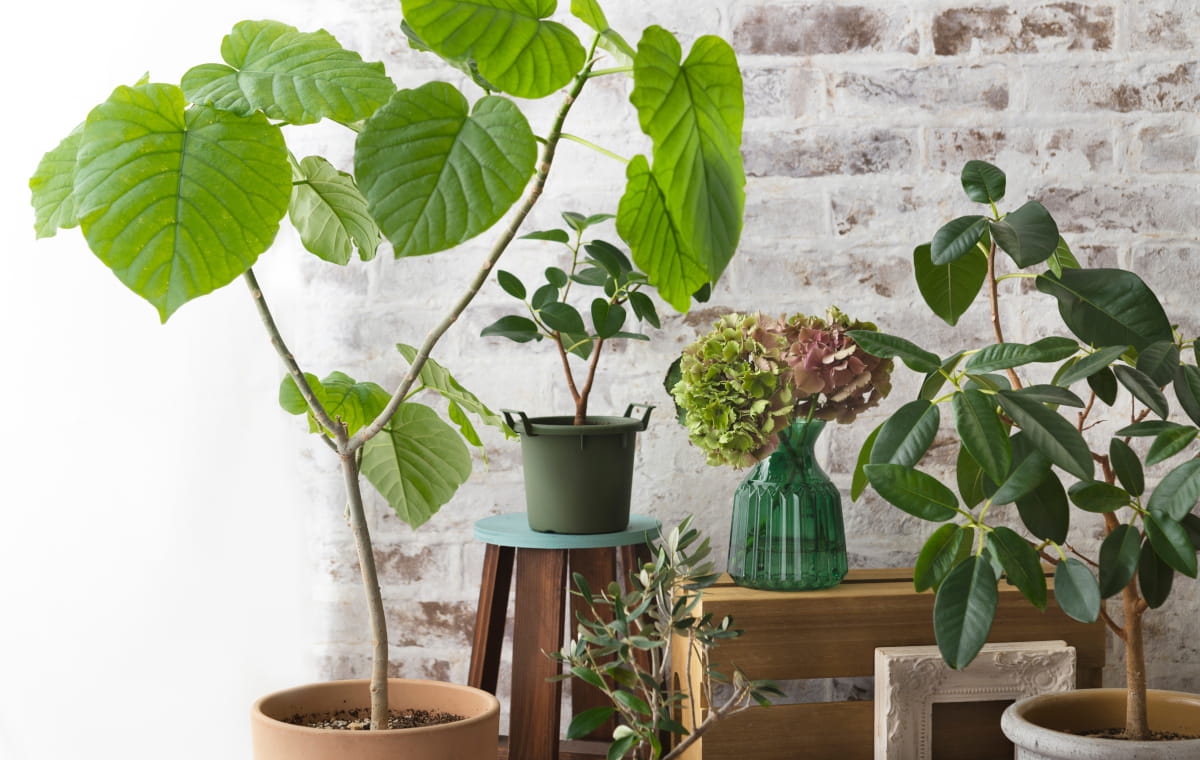 部屋にたくさんの観葉植物が並んでいる写真