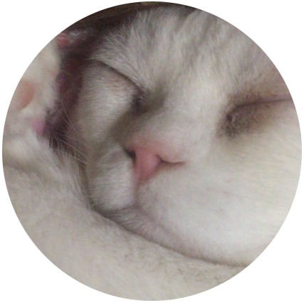 眠る猫の写真