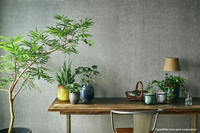 シックな植物インテリアの写真