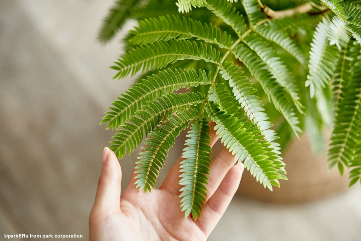 植物の葉先を手で持って写した写真