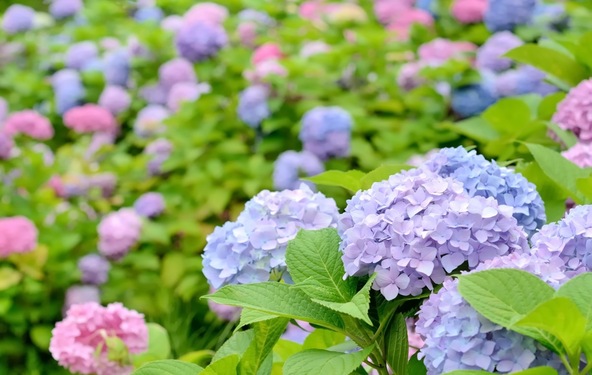 紫陽花