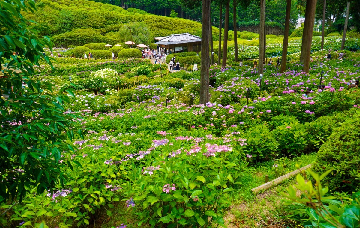 三室戸寺