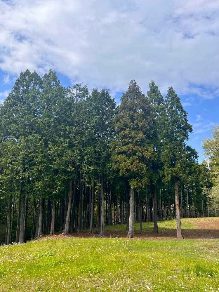木々と芝生と空の写真