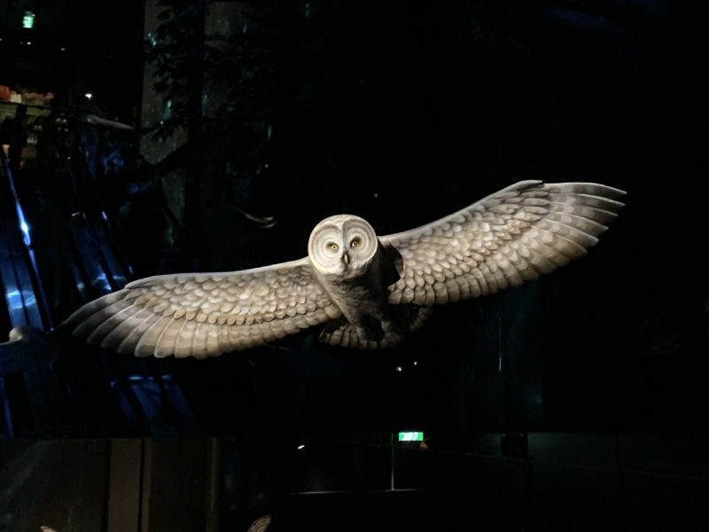 ハリー・ポッター ショップ 原宿