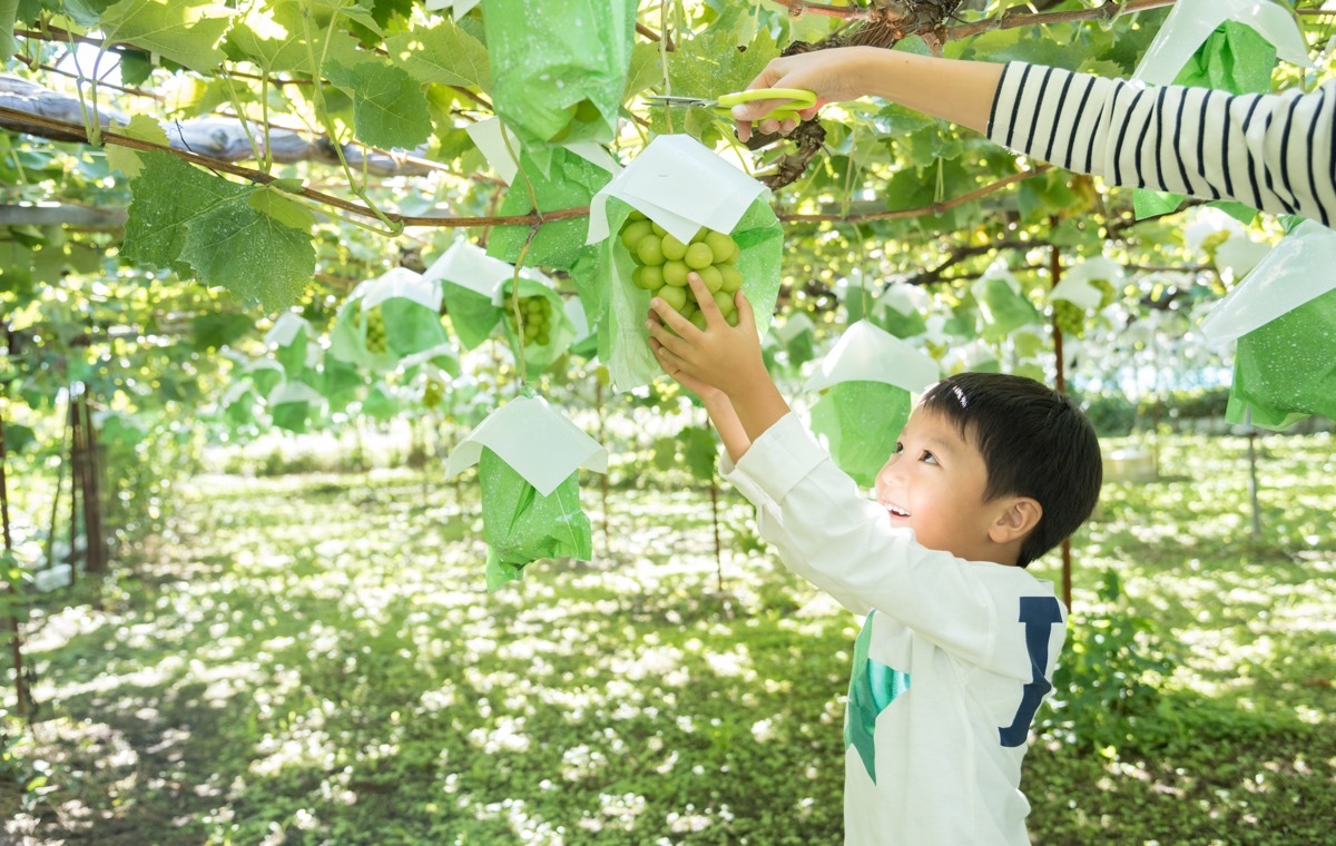 ブドウ狩り　子ども