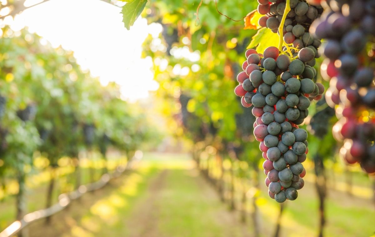 ぶどう畑の写真