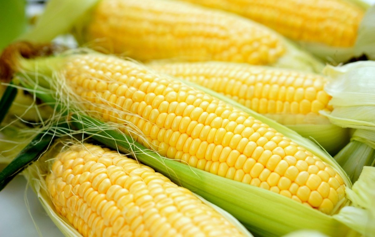 トウモロコシの写真