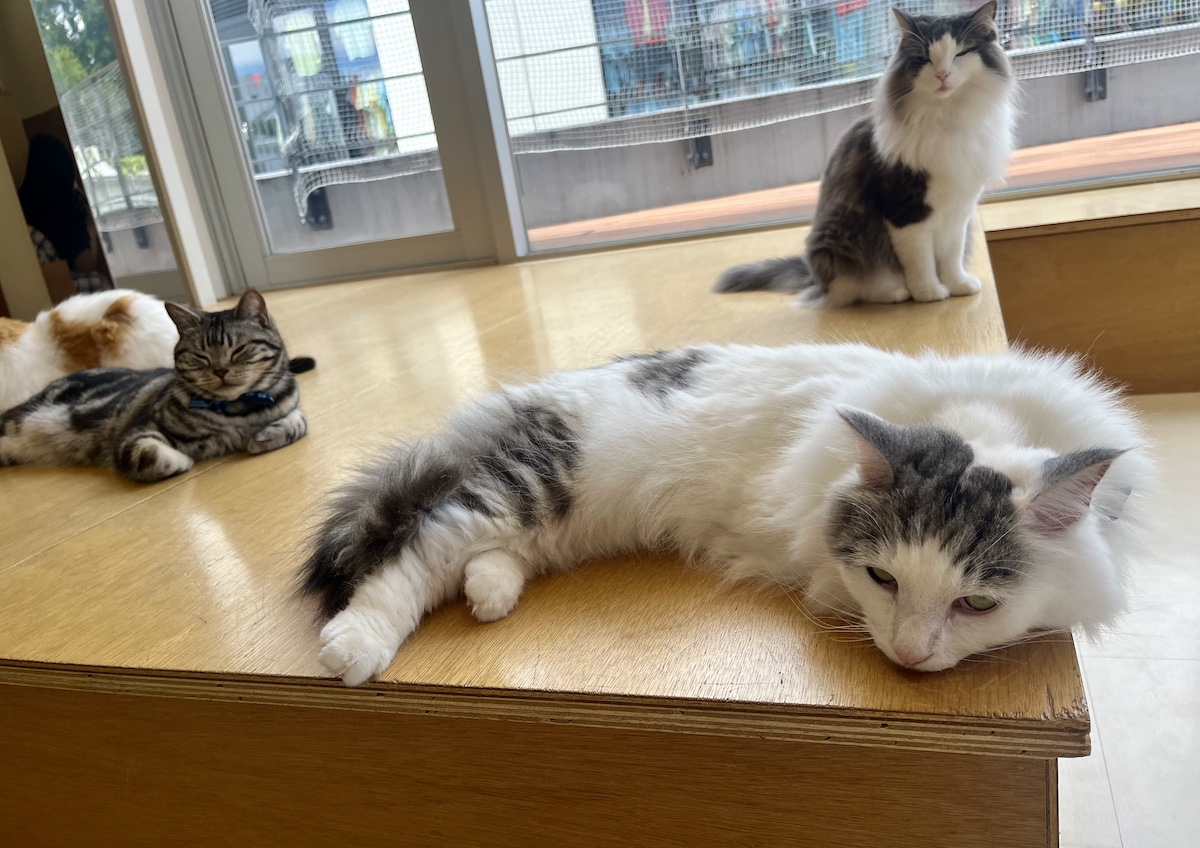Cat Café MOFF CUTE CUBE 原宿店