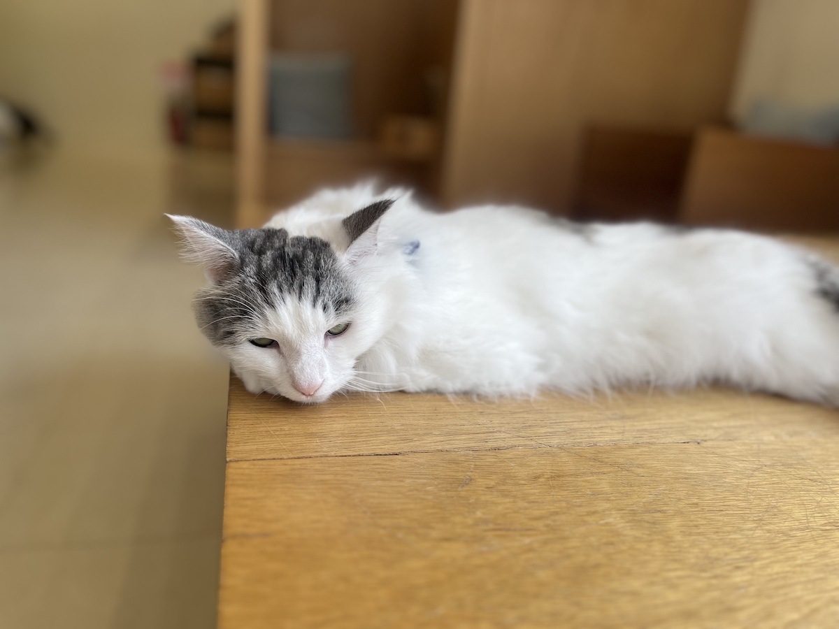 未就学児OK! 親子で楽しめる「ふれあいカフェ」は癒しの宝庫♡