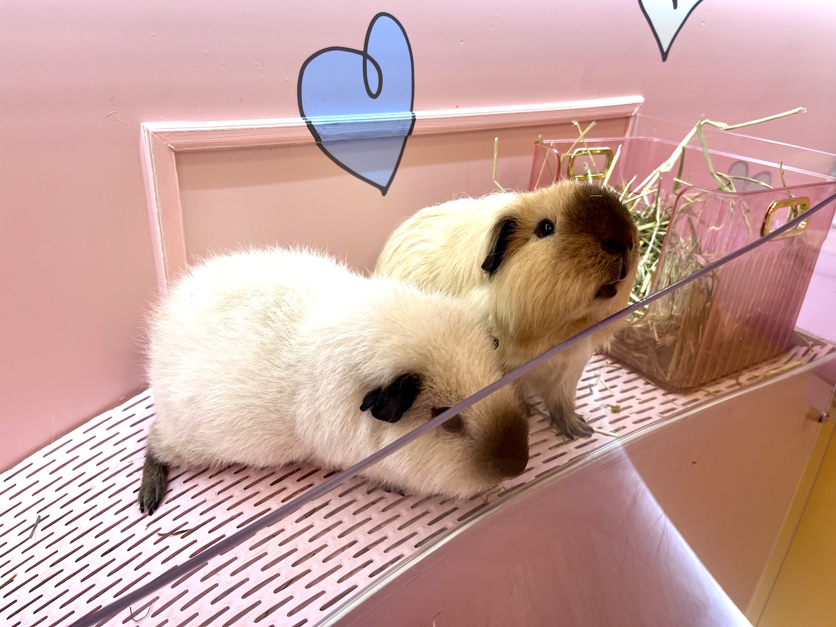 原宿かわいいランドキュンキュン