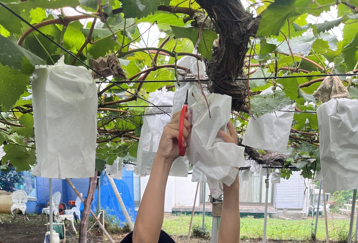 世田谷区でぶどう狩りを楽しめる「山崎ブドウ園」