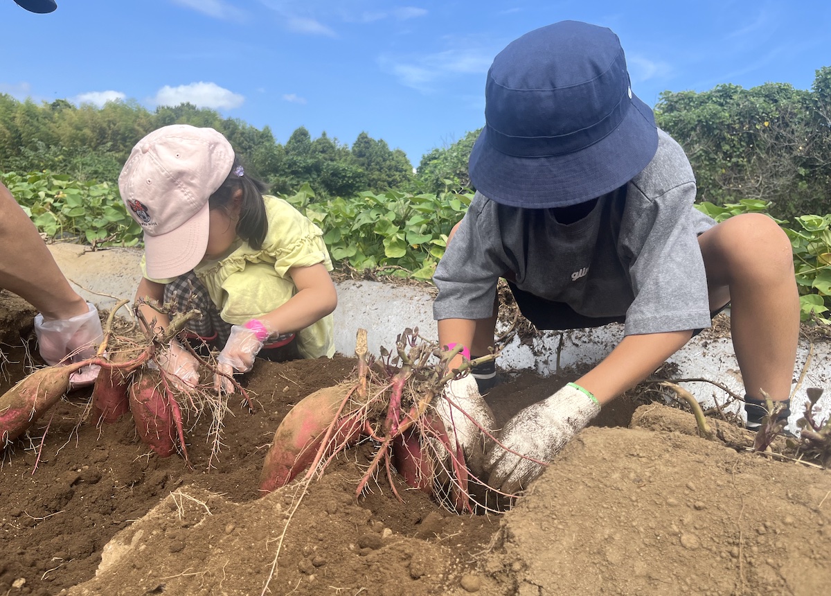 さつまいも掘りやくり拾いを楽しめる「成田ゆめ牧場」