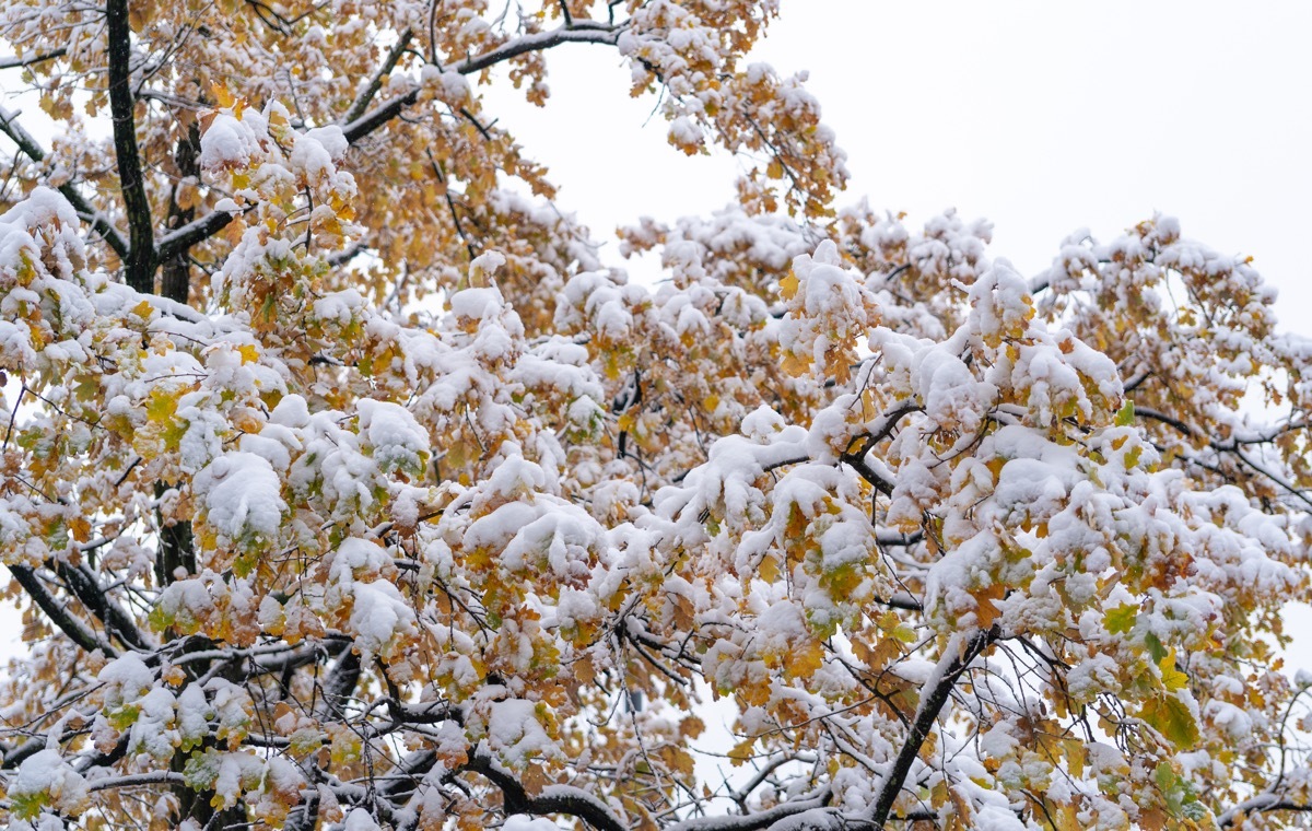 雪のかかった葉っぱ